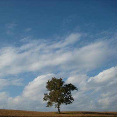 Wooden Hill Farms