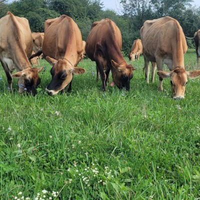 Keswick Creamery at Carrock Farm