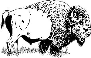 Backyard Bison