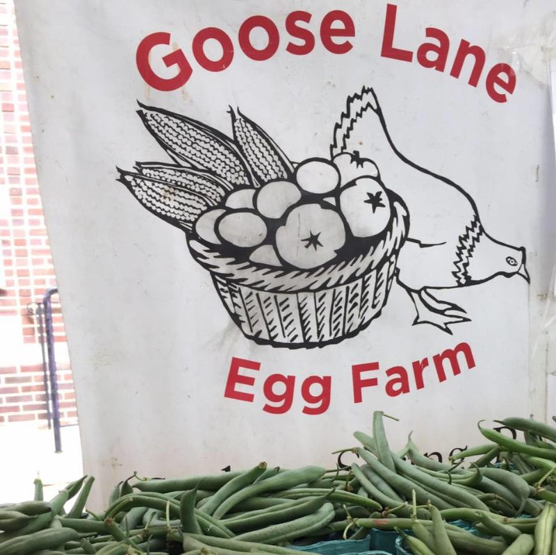 Goose Lane Egg Farm