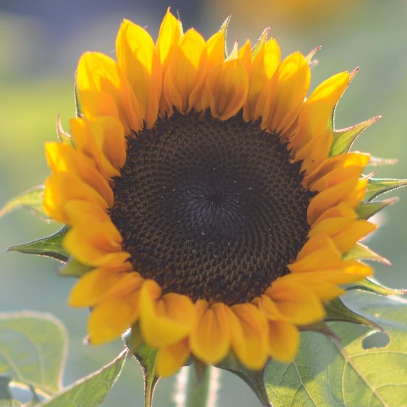 The Bloomery