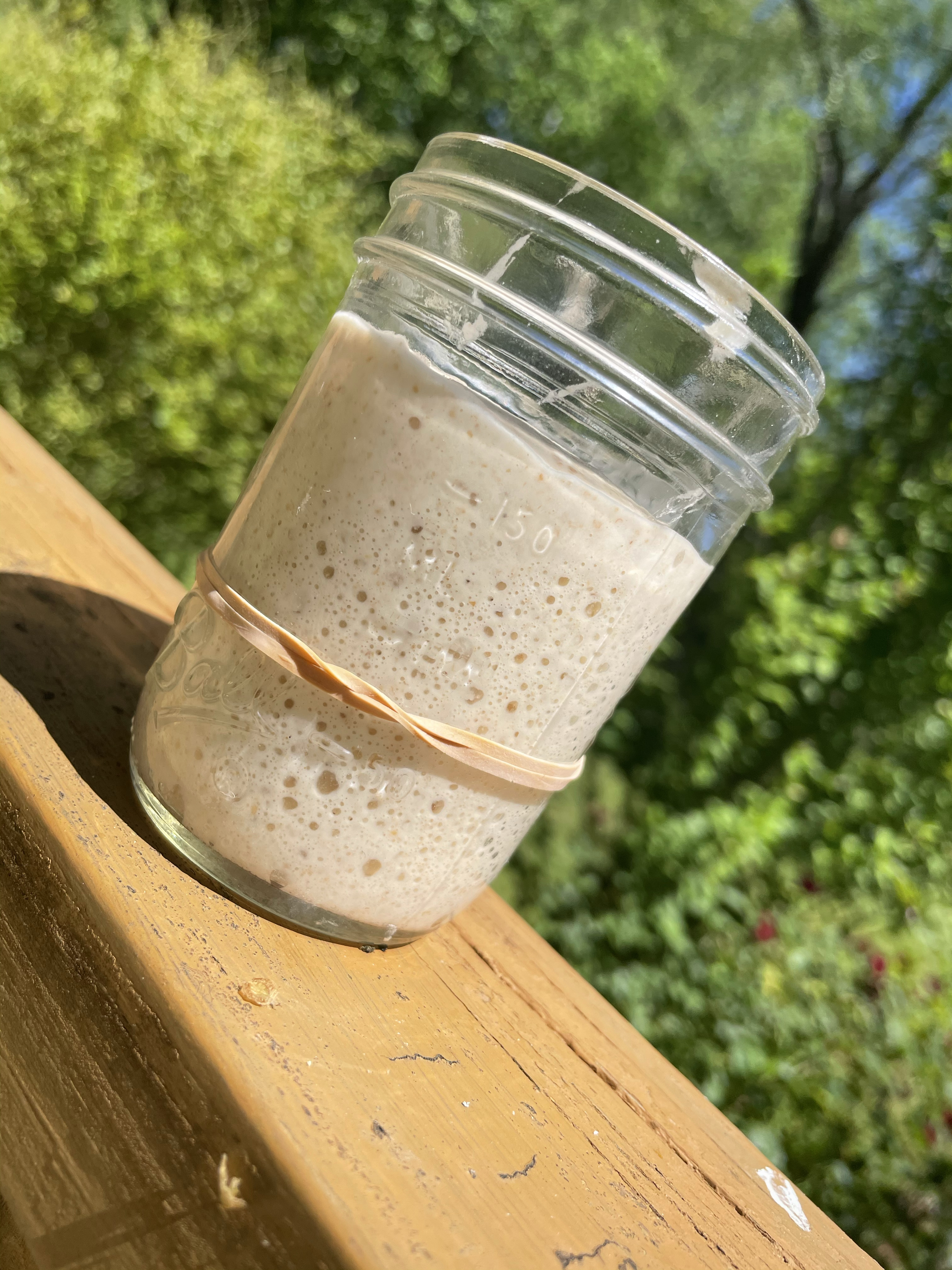 Sourdough Starter