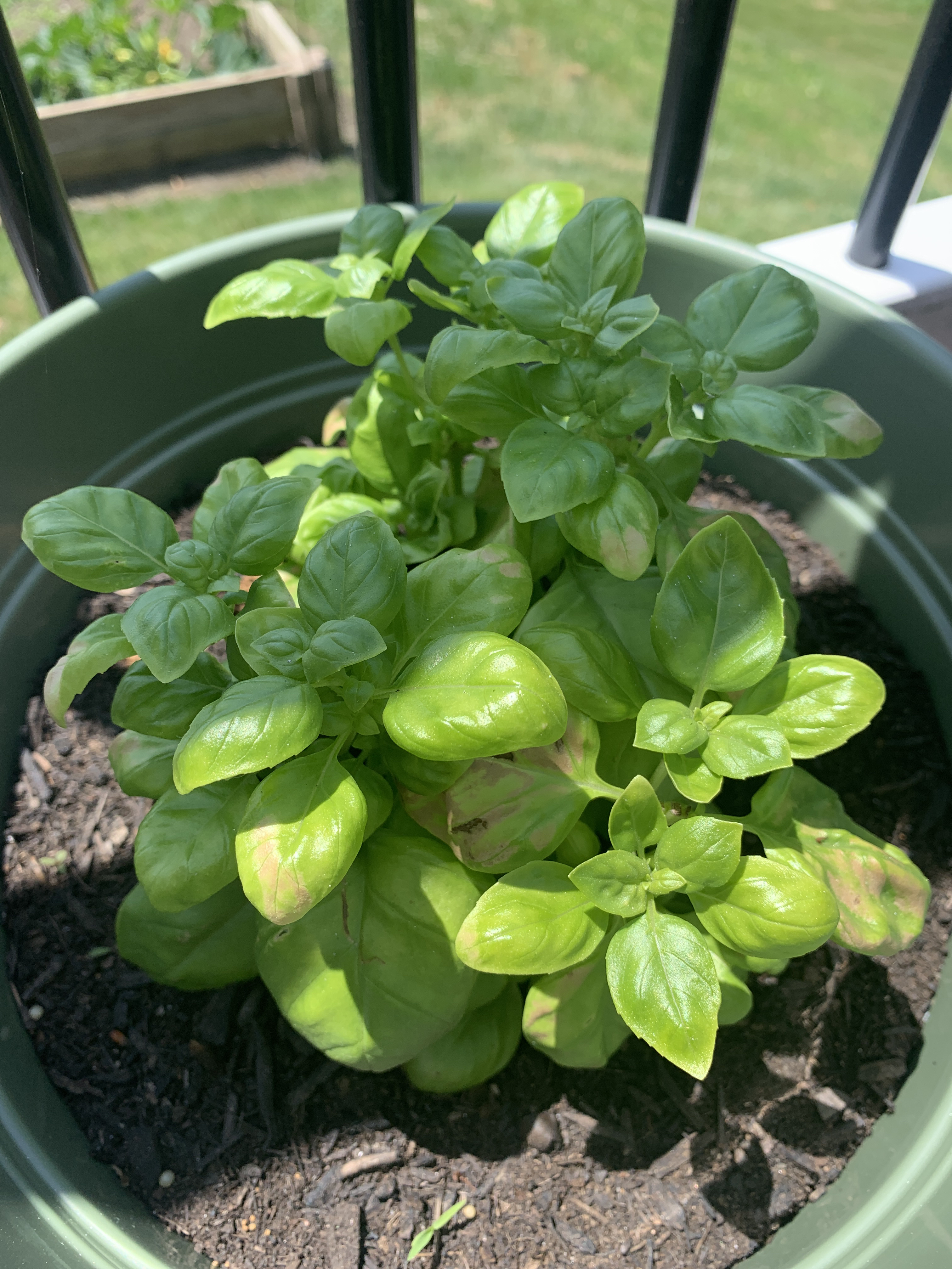 Pesto