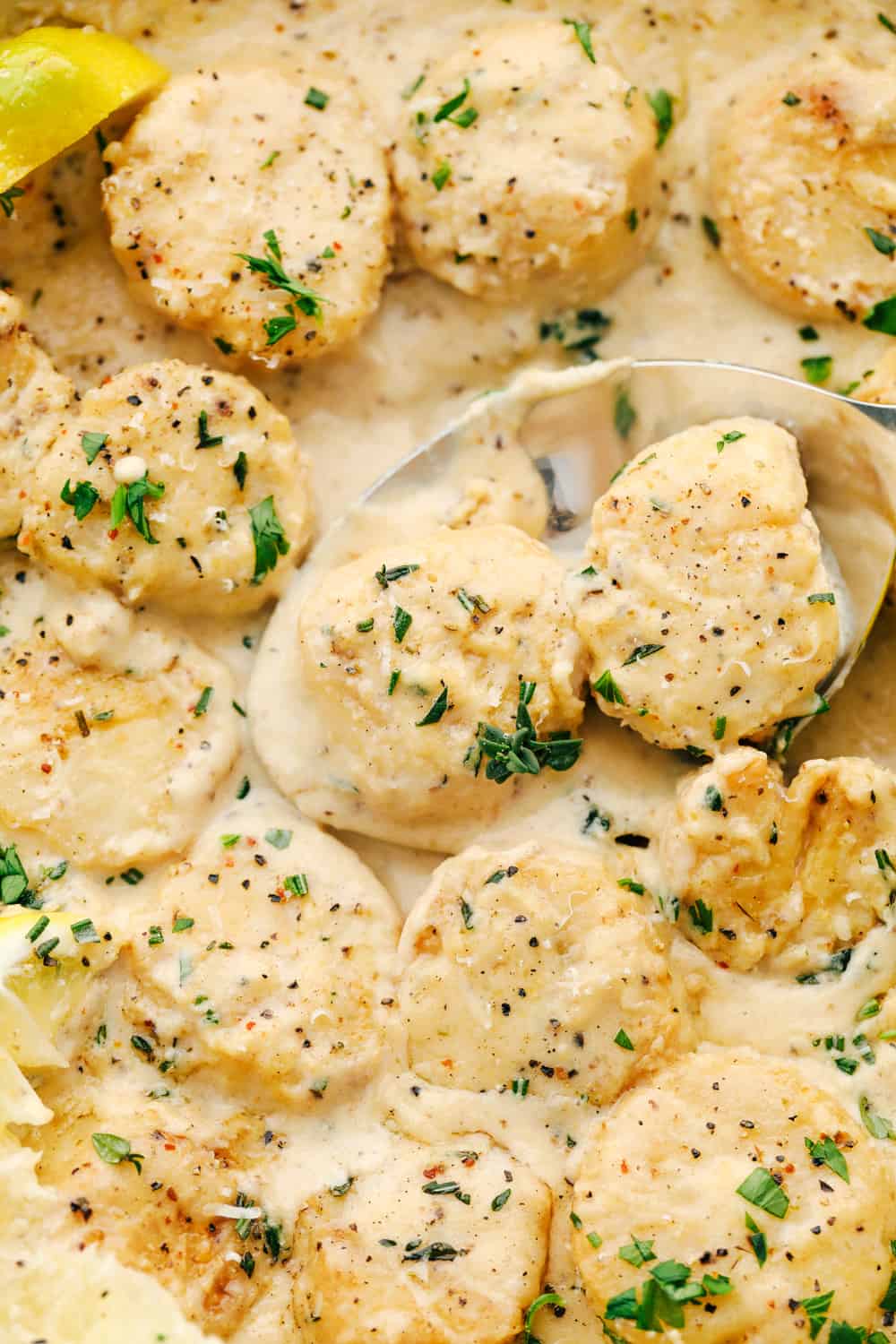 Scallops and Herbed Cheese Sauce